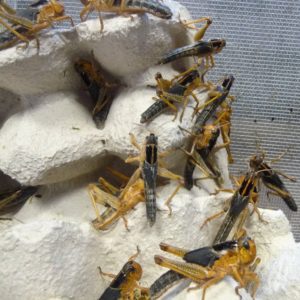 Szarańcza wędrowna Locusta migratoria SUBIMAGO (3-4 cm)
