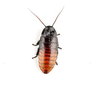 Karaczan madagaskarski Gromphadorina portentosa 5-8 cm (5 szt)
