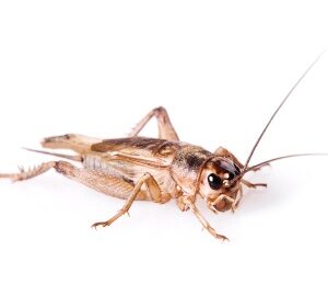Świerszcze domowe Średnie Duże (2.0-2.5 cm)