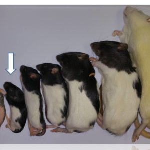 Szczur mrożony 15-30 g