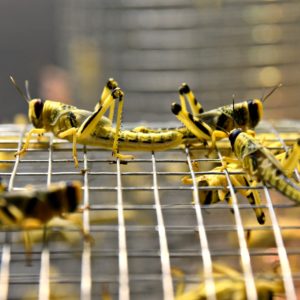 Szarańcza pustynna Schistocerca gregaria SUBIMAGO (4-5 cm)