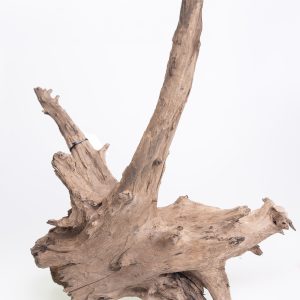Korzeń nr 2 Buddha Stump with roots 55 cm