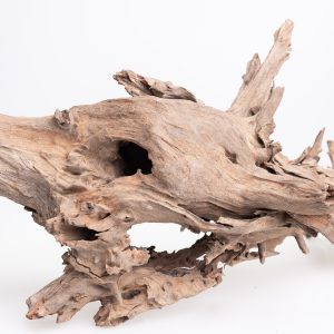 Korzeń nr 3 Buddha Stump with roots 50 cm